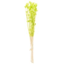 Artículo Flores de nigella secas, encantadora decoración natural para el hogar, 70 cm, 50 g