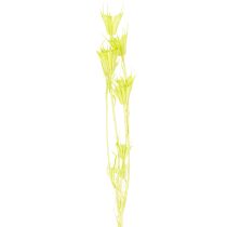 Artículo Flores de nigella secas, encantadora decoración natural para el hogar, 70 cm, 50 g