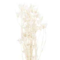 Artículo Flores secas de Nigella, ramo de elegante decoración natural para interiores exclusivos, 70 cm, 50 g