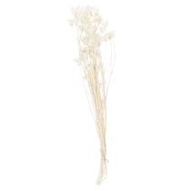 Artículo Flores secas de Nigella, ramo de elegante decoración natural para interiores exclusivos, 70 cm, 50 g