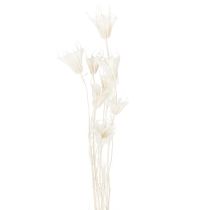 Artículo Flores secas de Nigella, ramo de elegante decoración natural para interiores exclusivos, 70 cm, 50 g