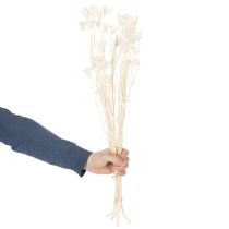 Artículo Flores secas de Nigella, ramo de elegante decoración natural para interiores exclusivos, 70 cm, 50 g