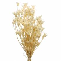 Semillas de Flores Secas Comino Negro Blanqueado 100g