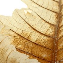 Artículo Hoja de Roble blanqueada 35 uds.