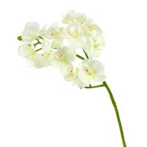 Artículo Orquídea Crema-Blanco L57cm 6 uds