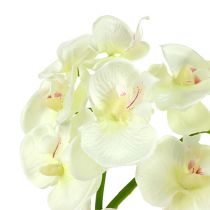 Artículo Orquídea Crema-Blanco L57cm 6 uds