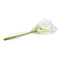Artículo Orquídea Crema-Blanco L57cm 6 uds