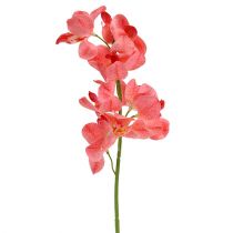 Artículo Orquídea Mokara Salmón 50cm 6uds