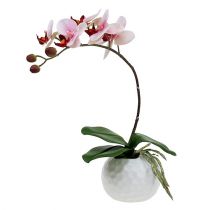 Orquídea rosa en maceta de cerámica 31cm