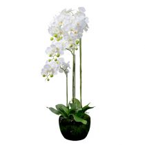 Orquidea blanca con globo 110cm