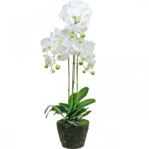 Artículo Orquídeas artificiales para maceta blanca 80cm
