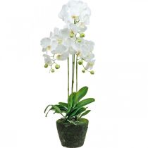 Artículo Orquídeas artificiales para maceta blanca 80cm