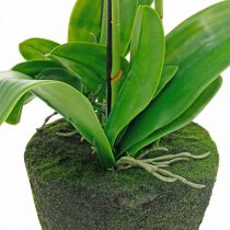 Artículo Orquídeas artificiales para maceta blanca 80cm