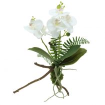 Orquídea blanca con bolas de musgo y raíces 36cm