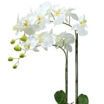 Blanco Orquídea en bombilla 65cm
