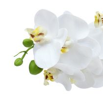 Artículo Rama de orquídea blanca L58cm