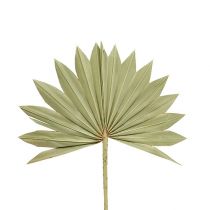 Palmspear Sun mini naturaleza 50p