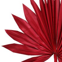 Artículo Palmspear Sun mini Rojo 50uds