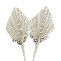 Artículo Palmspear Mini Blanco lavado 100 uds