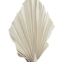 Artículo Palmspear Mini White Washed 100 piezas