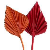Palmspear clasificado Rojo/Naranja 50pcs