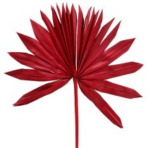 Palmspear Sol Rojo 30uds