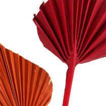 Tipo mini lanza de palma. Rojo/naranja 100 piezas