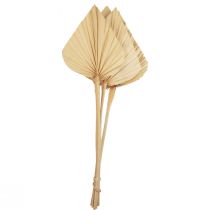 Artículo Palmspear Hojas de Palma Decoración Natural Blanqueadas 12,5×38cm 4uds