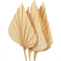Palmspear Hojas de Palma Decoración Natural Blanqueadas 12,5×38cm 4uds
