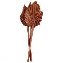 Artículo Palmspear hojas de palma decoración natural marrón 5-9×14cm L35cm 4 piezas
