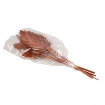 Artículo Palmspear hojas de palma decoración natural marrón 5-9×14cm L35cm 4 piezas