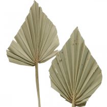 Artículo Mini lanza de palma, floristería seca, decoración de Adviento, días conmemorativos natural L33–34cm W7–9cm 4 piezas