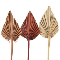 Artículo Palmspear surtido Marruecos 30uds
