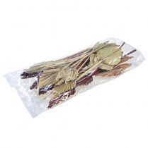 Artículo Lanza de palma clasificada Marruecos 30 piezas