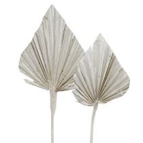 Artículo Lanza de palma blanqueada 10cm - 15cm L33cm 65 piezas