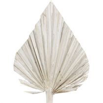 Palma lanza blanco lavado 10cm - 15cm L33cm 65p
