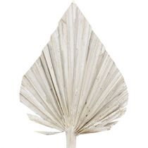 Artículo Lanza de palma blanqueada 10cm - 15cm L33cm 65 piezas