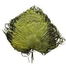 Artículo Hojas de palma secas decoración Saribus verde 45cm 5 uds