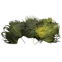 Artículo Hojas de palma secas decoración Saribus verde 45cm 5 uds
