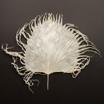 Artículo Hojas de palma secas decorativas blanqueadas 45cm 5 uds