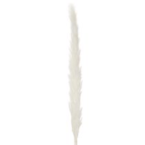 Artículo Flores secas de hierba de la Pampa blanqueadas, 70 cm, 15 unidades