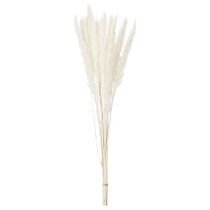 Artículo Flores secas de hierba de la Pampa blanqueadas, 70 cm, 15 unidades