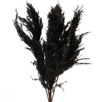 Artículo Hierba de pampa negra 65-75cm hierba seca decoración natural 6 piezas