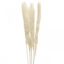 Crema seca de hierba de pampa para secar bouquet 65-75cm 6pcs