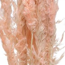 Artículo Flores secas de hierba de la pampa rosa, decoración natural, 65-75 cm, 6 unidades