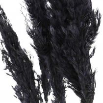 Hierba de pampa negra 65-75cm hierba seca decoración natural 6pcs