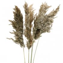 Hierba De Pampa Seca Natural Para Ramo Seco 70-75cm 6uds