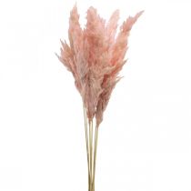 Floristería seca de hierba de pampa rosa seca 65-75cm 6 piezas en manojo