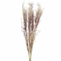 Crema de hierba de pampa, violeta Flores secas artificiales 3 piezas
