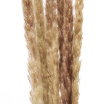 Artículo Hierba de la pampa decorativa seca natural, 70 cm, 6 unidades